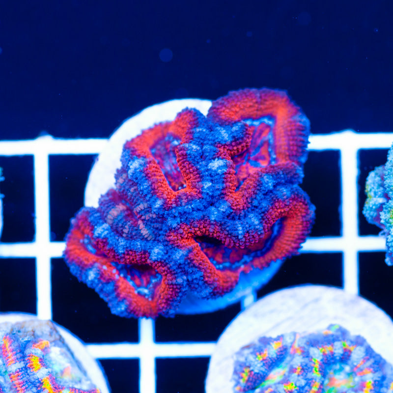 Red Embers Acan