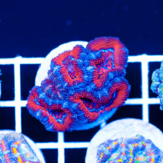 Red Embers Acan