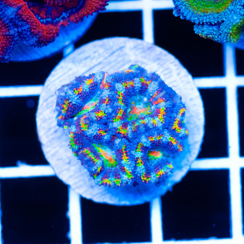 Rainbow Bright Acan #2