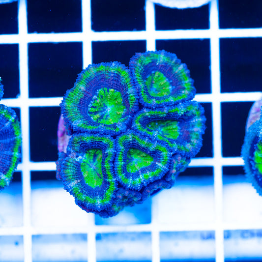 Blue Lagoon Acan