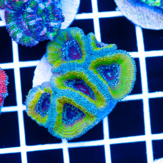 Golddigger Acan