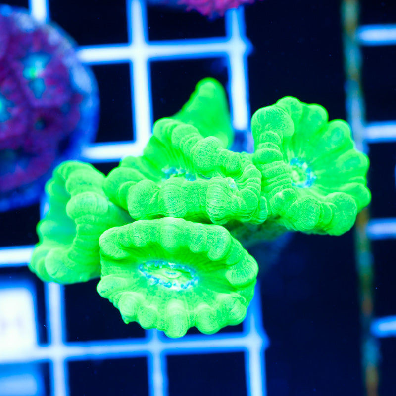 Kryptonite Candy Cane