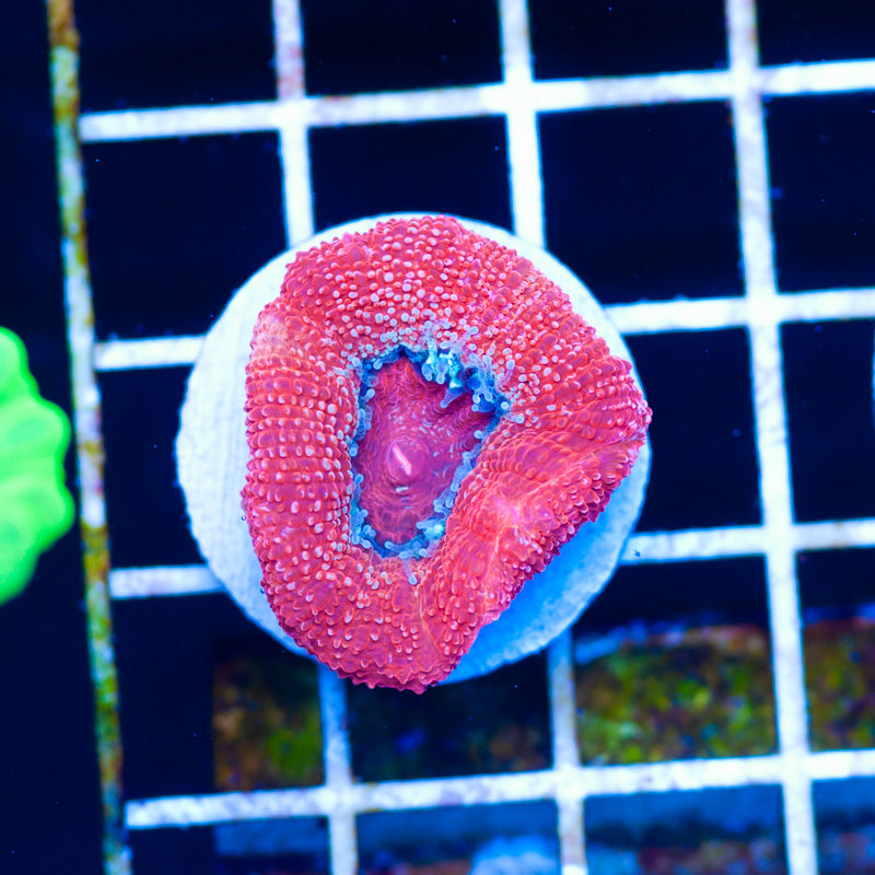 Beautiful Bowerbanki #1