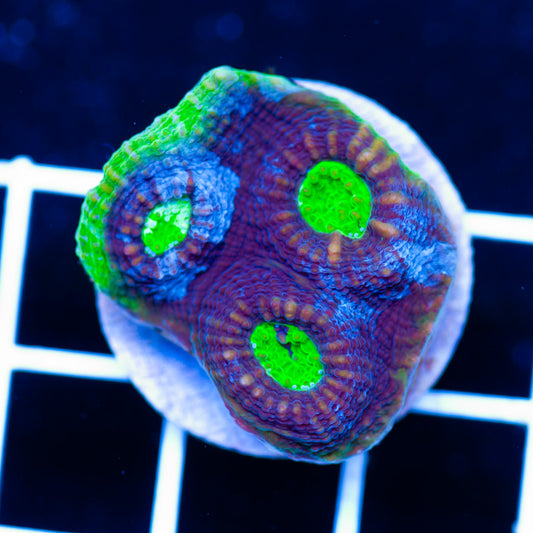 Aussie Bug Eye Chalice