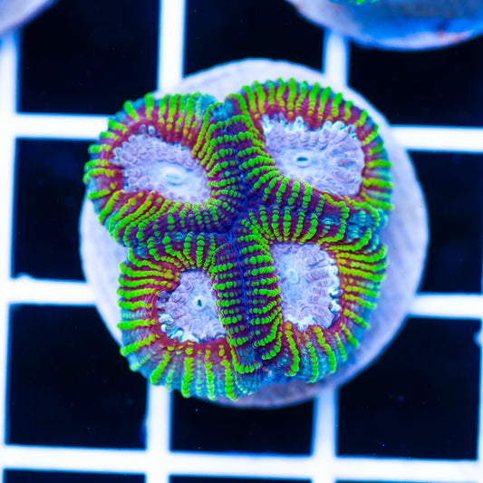 Aussie Mayan Sun Favia