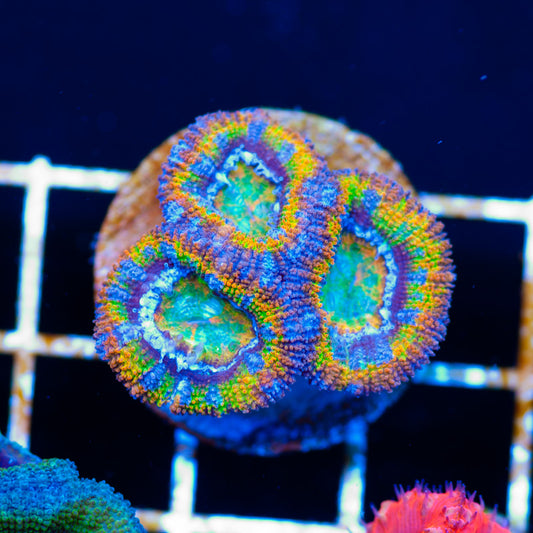 Orange Rainbow Acan