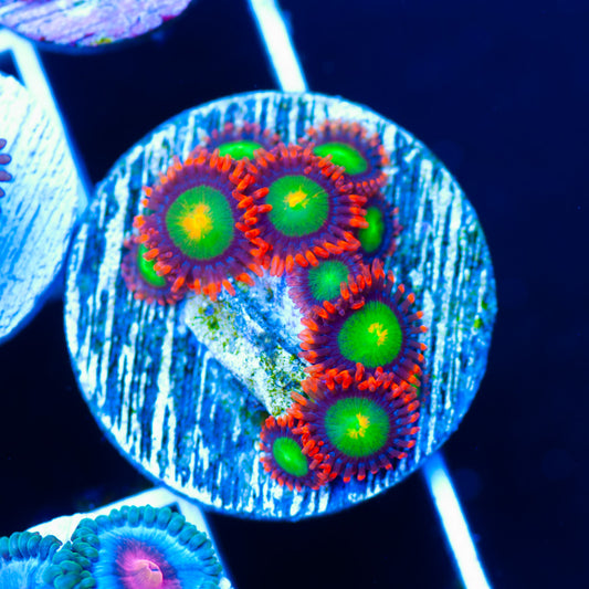 Goblins Fire Zoanthids