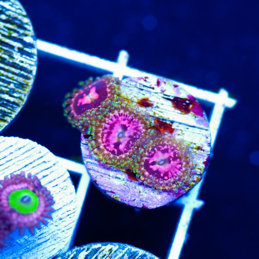 Big R Space Chaos Zoanthids