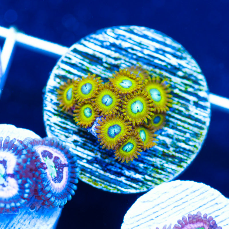 OG Pikachu Zoanthids
