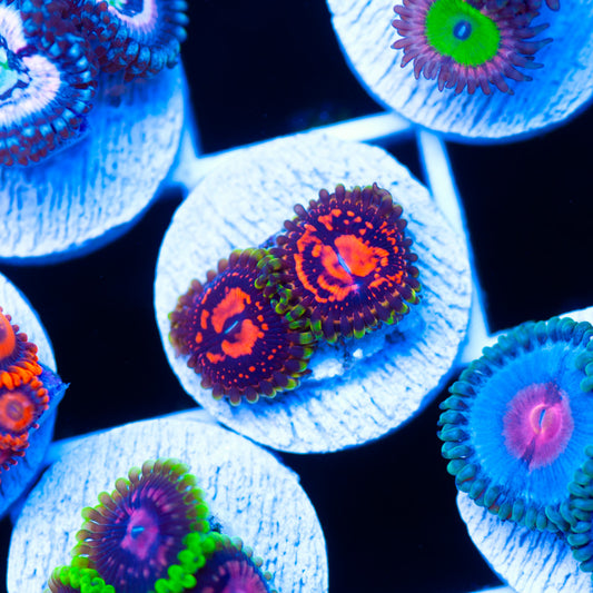 OG CC Flaming Brohican Zoanthids