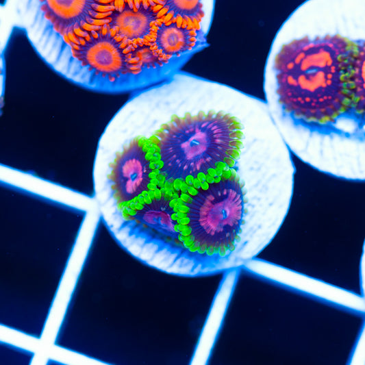 OG CC Scarlet Fever Zoanthids