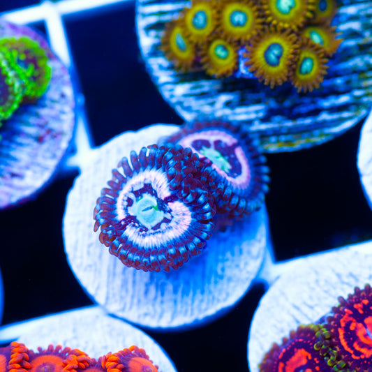 OG CC Pink Constellation Zoanthids