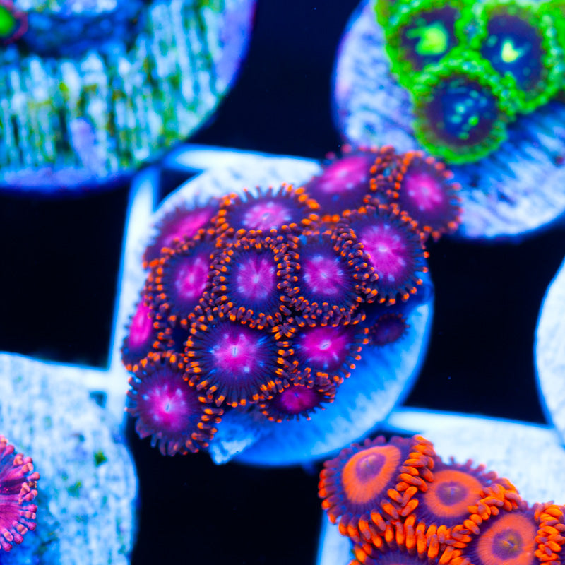 OG KH Sunburst Zoanthids