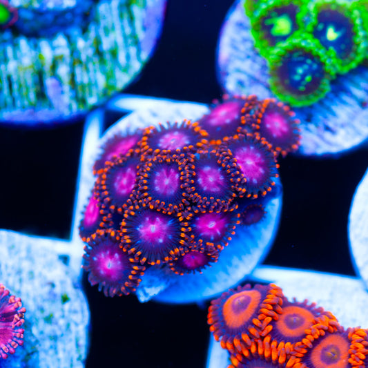 OG KH Sunburst Zoanthids