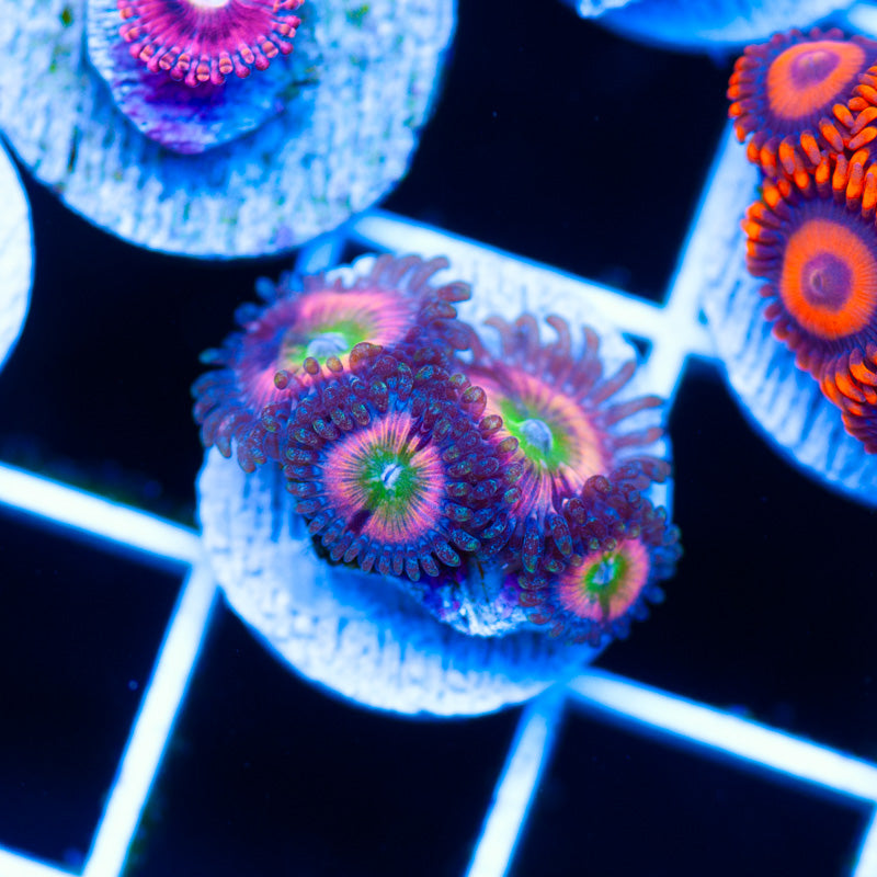 Raptors Rainbow Zoanthids