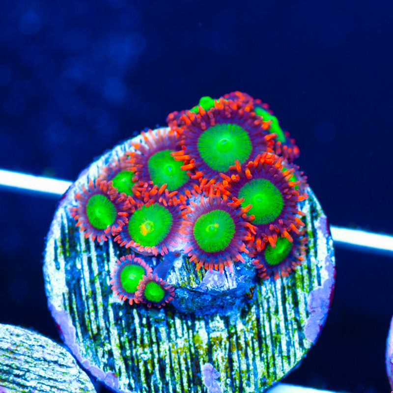 OG Goblins Fire Zoanthids #2