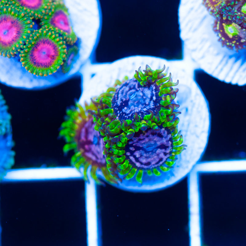 WWC Purple Monster Zoanthids