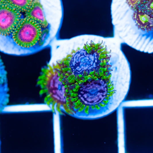WWC Purple Monster Zoanthids