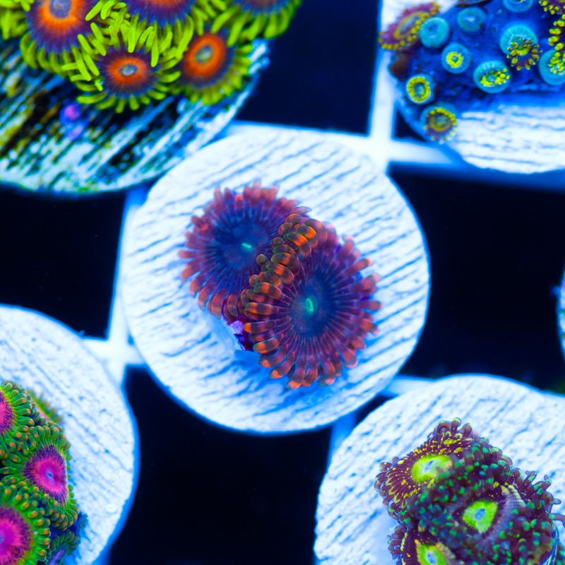 Fairy Fart Zoanthids