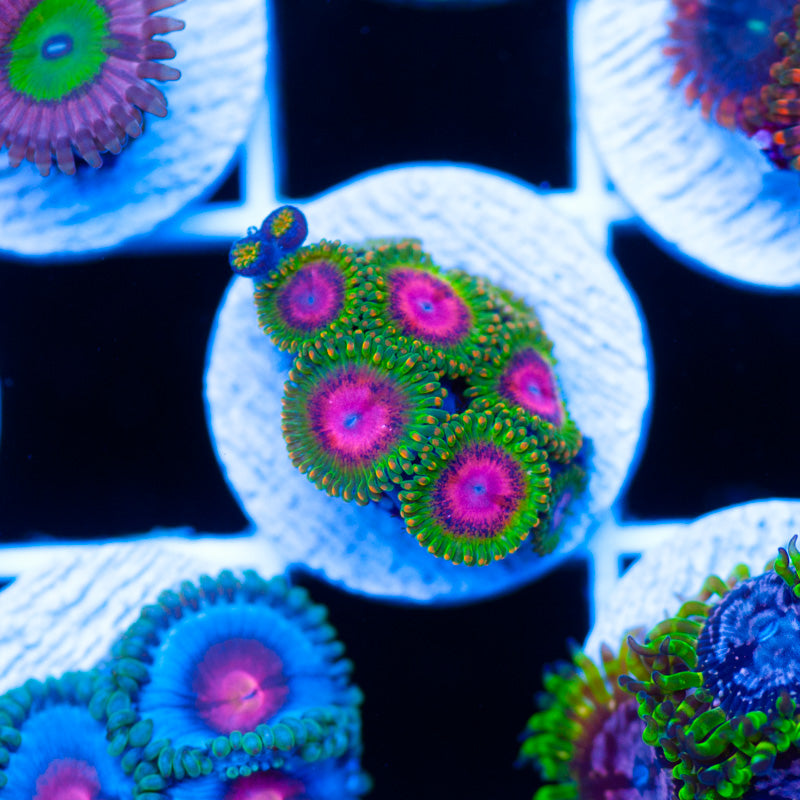 OG Awesome Blossom Zoanthids