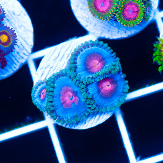 CC Miami Vice Zoanthids #1