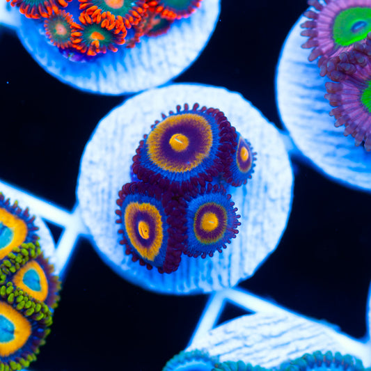 OG Wolverine Zoanthids