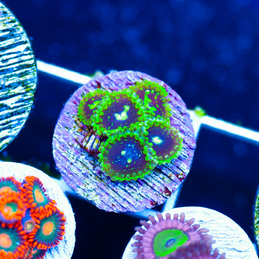 OG Exosphere Zoanthids #2