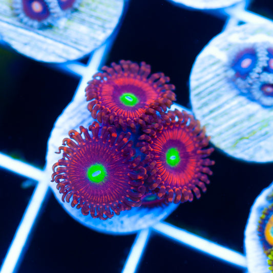 OG Hyper Phoenix Zoanthids