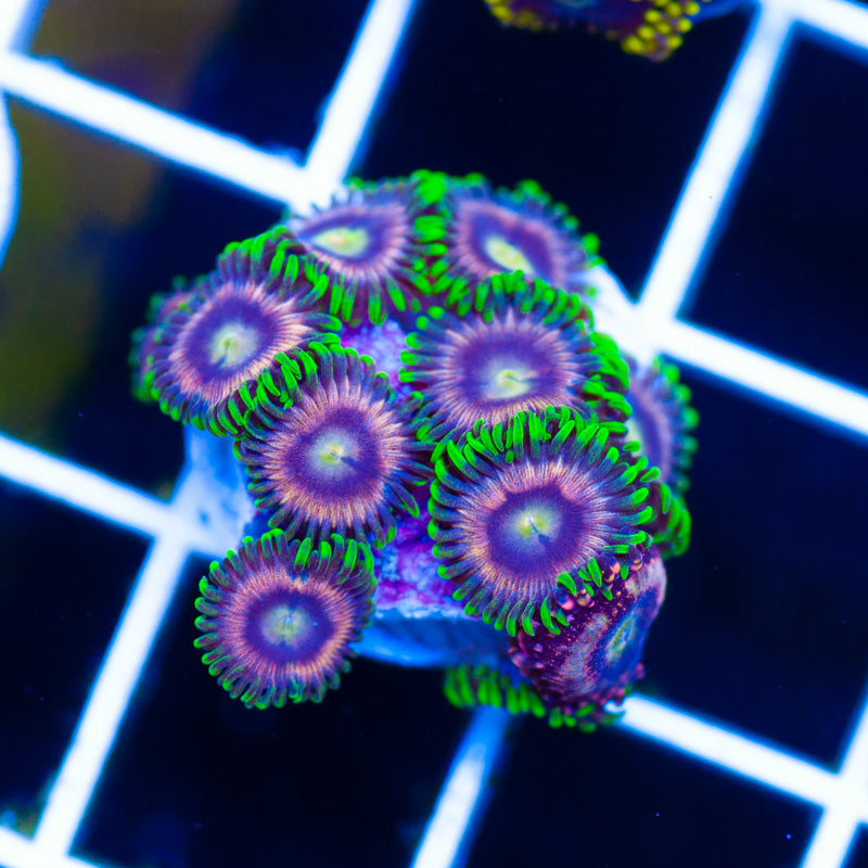 CC Raspberry Lime Zoanthids #1