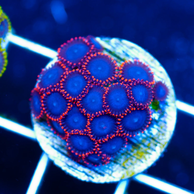 OG Spiderman Zoanthids