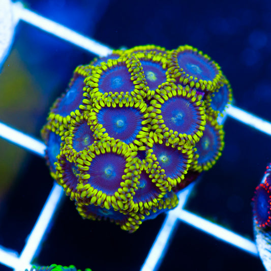 CC Bahama Blue Zoanthids