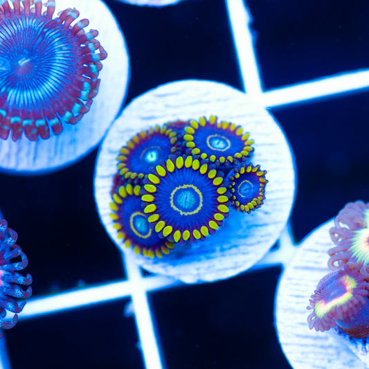 OG Blue Hornet Zoanthids