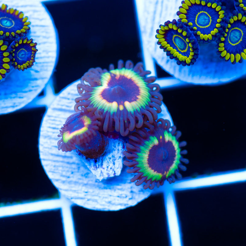 OG Vampire Slayer Zoanthids