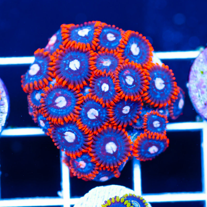 OG Snitch Zoanthids