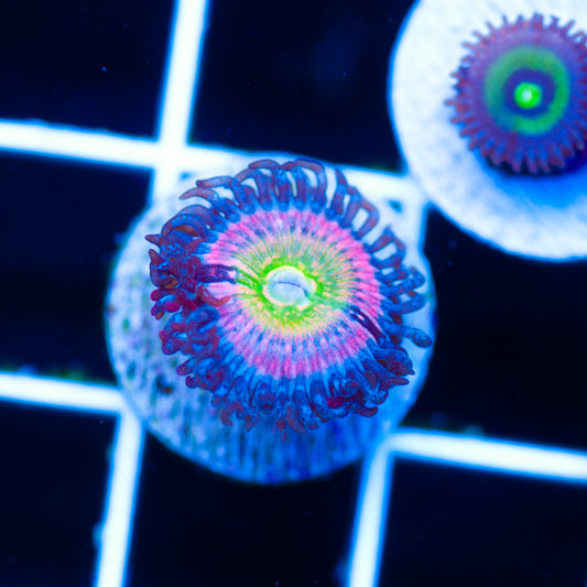 CC Rainbow Kazoo Zoanthid