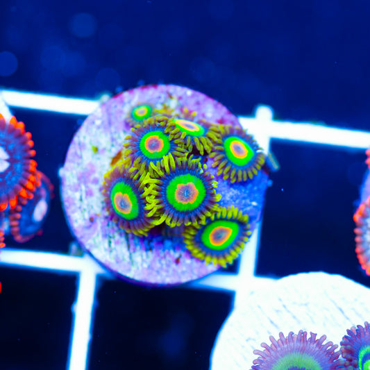 OG Rasta Zoanthids