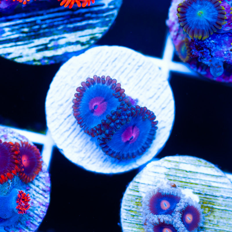 OG Blue Kiss Zoanthids