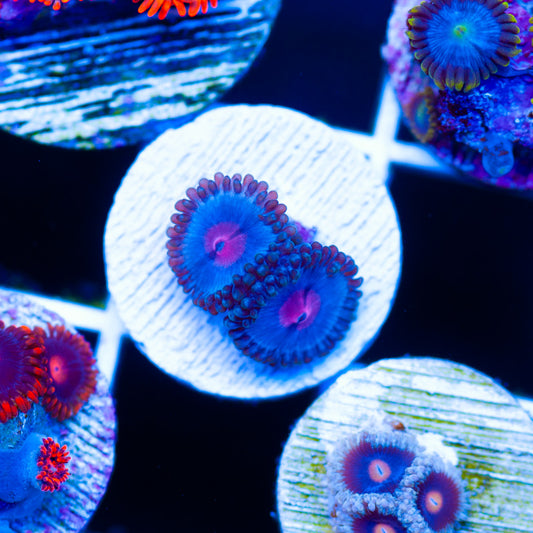 OG Blue Kiss Zoanthids