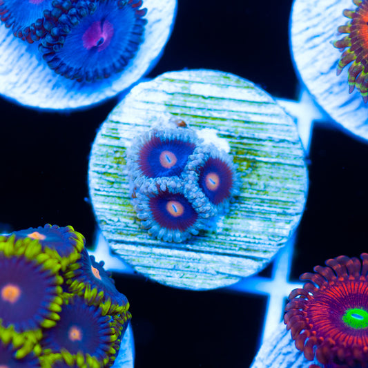 OG Mary Jane Zoanthids