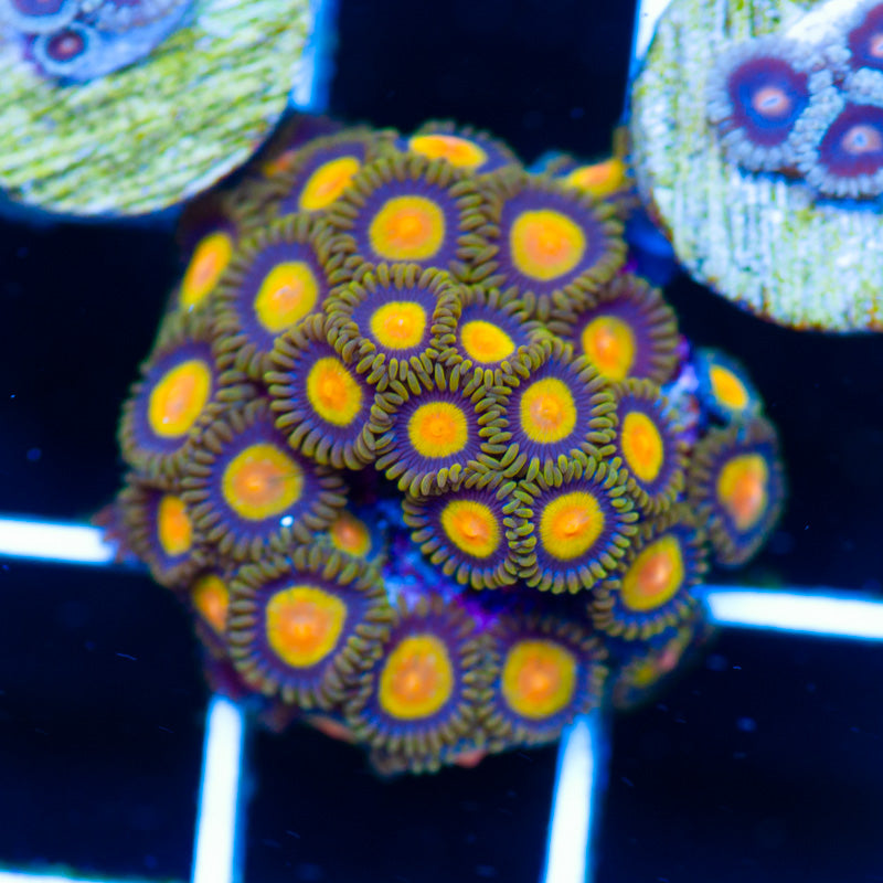 CC Tutti Frutti Zoanthids