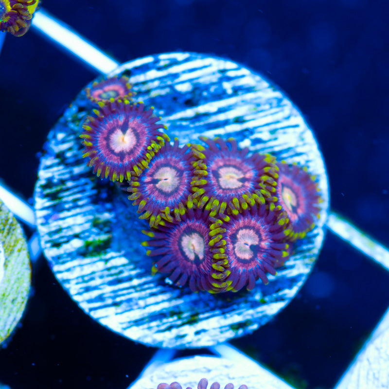 Laser Lemon Zoanthids