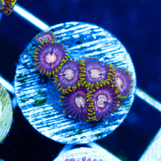 Laser Lemon Zoanthids