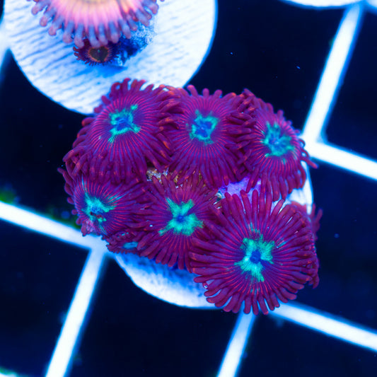 Lazys Chrysanthemum Zoanthids