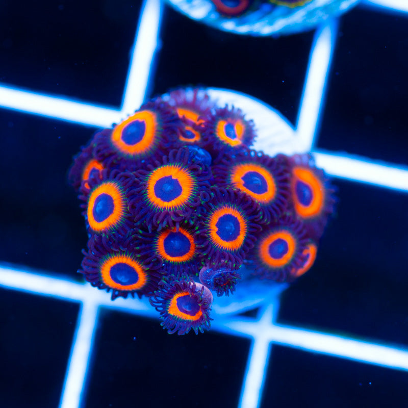 OG Jonnys Sea Pumpkin Zoanthids