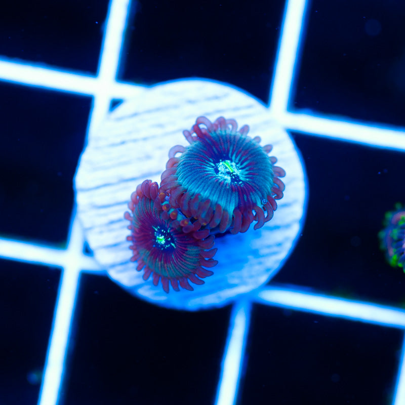 CC Dark Matter Zoanthids