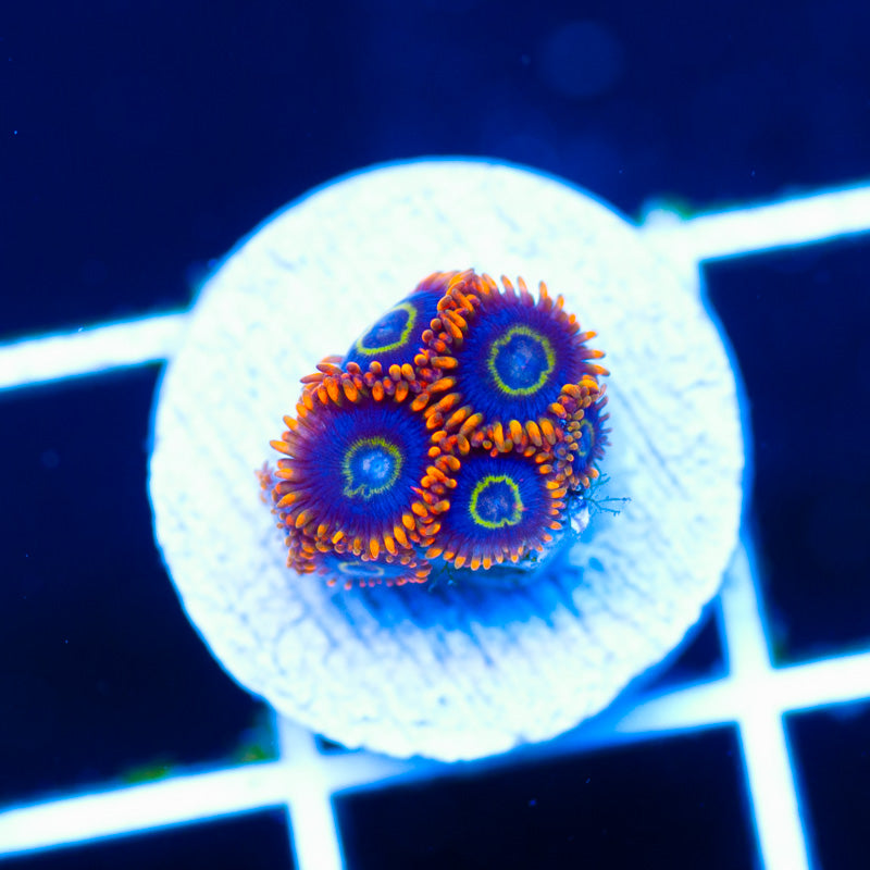 OG Rainbow Hornet Zoanthids