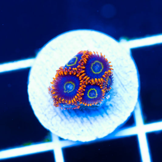 OG Rainbow Hornet Zoanthids