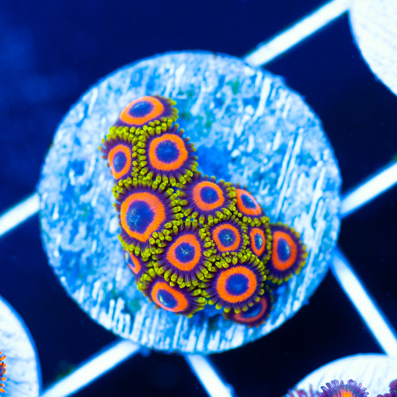 OG Jungle Juice Zoanthids