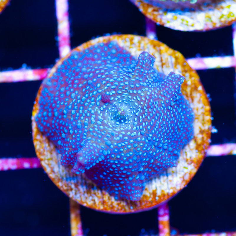 Blue Dot Discosoma Mushroom