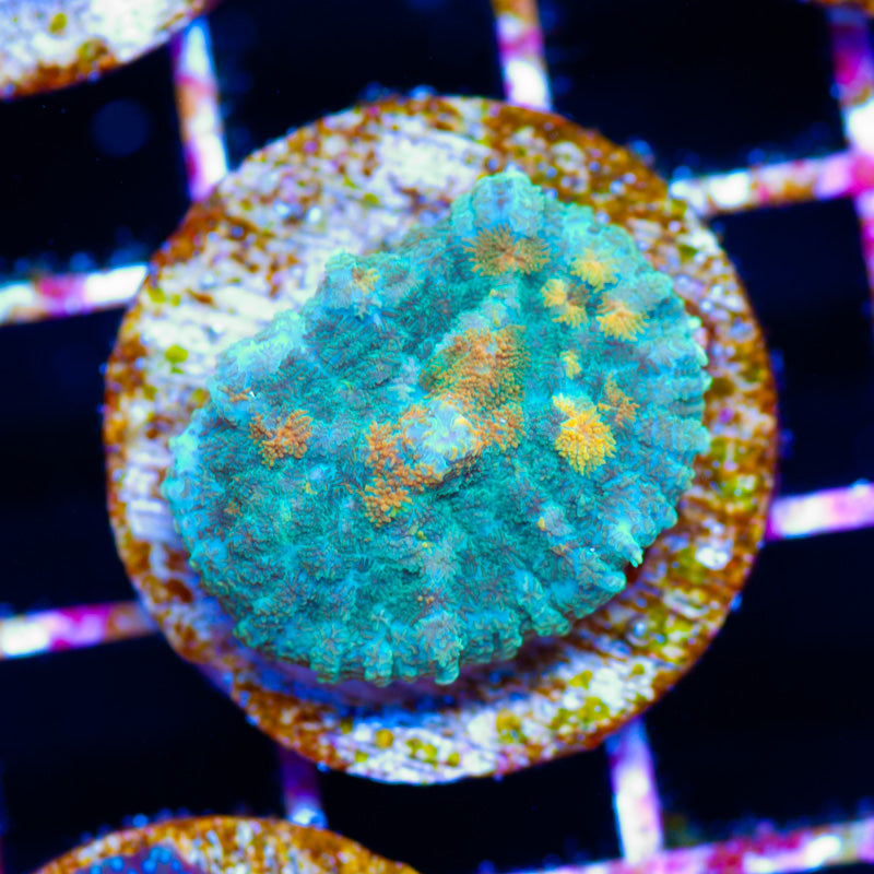 This is a Cool Shroom
